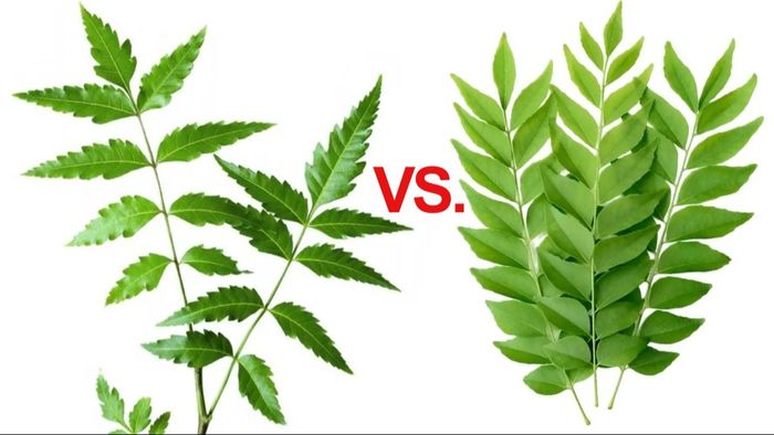 নিম পাতা vs কারি পাতা