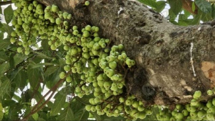 ডুমুর গাছকে পবিত্র বলে মনে করা হয়।