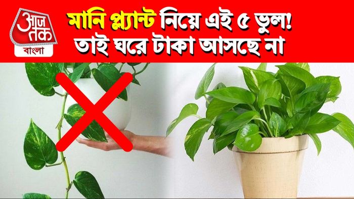 Money Plant Vastu Tips