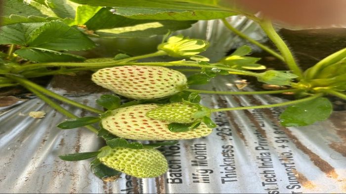 White Strawberry Farming