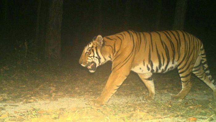বক্সায় আবার ক্যামেরায় রয়্যাল বেঙ্গল টাইগার, উচ্ছ্বসিত বনদফতর