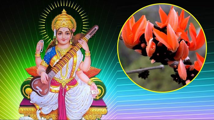 সরস্বতী পুজোয় পলাশ ফুল আবশ্যক