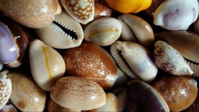 বাড়িতে কড়ি রাখা শুভ।