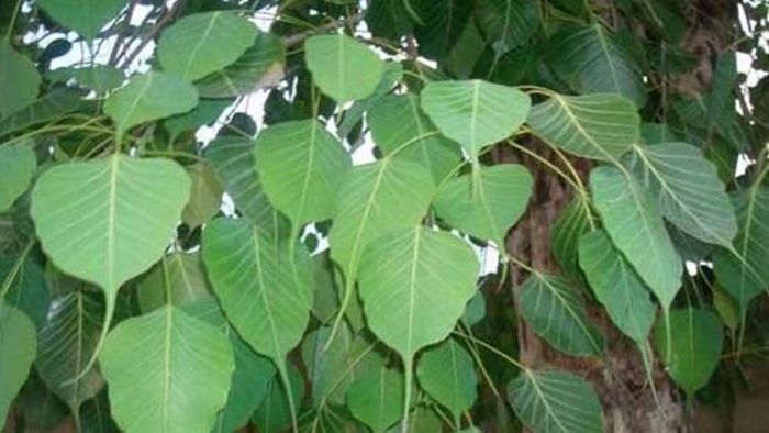 বালিশের নীচে এই পাতা রাখলে, ২৪ ঘন্টার মধ্যে ঋণের বোঝা কমতে