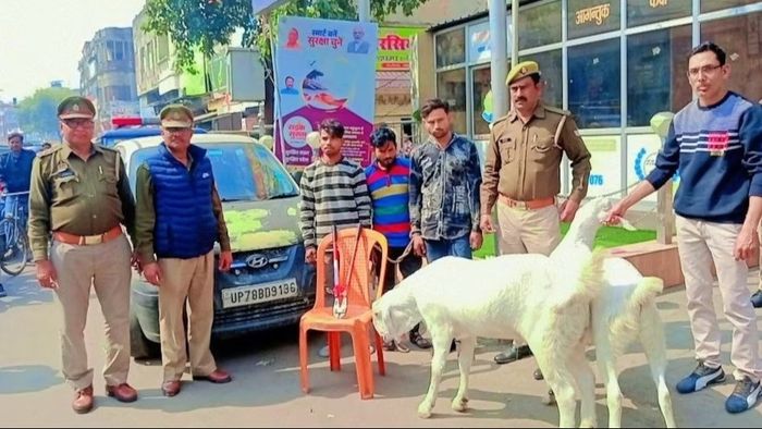 ছাগল উদ্ধার। ফাইল ছবি।