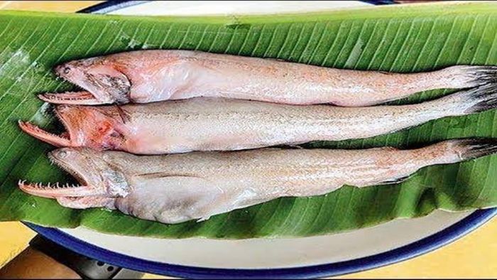 লইট্যা মাছ