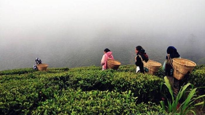 টানা ৩ মাস চা-বাগান বন্ধ থাকলেই নিলামে তুলবে রাজ্য, প্রক্রিয়া শুরু