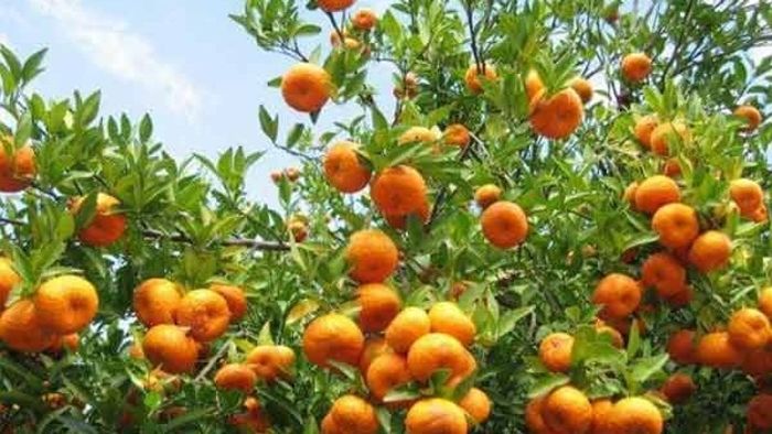 ১৫০০ টাকায় ঘুরে আসুন লুকনো কমলালেবুর গ্রামে, শিলিগুড়ি থেকে খুব কাছে