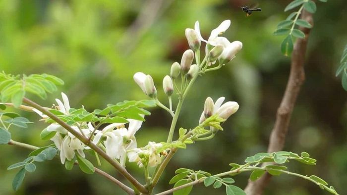 সজনে ফুল। ফাইল ছবি।