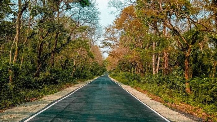 জঙ্গলে 'ফ্যাশন শো', উৎসব ঘিরে আকর্ষণ বাড়ছে চিলাপাতা জঙ্গলে