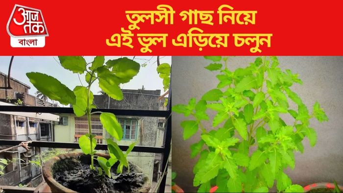 তুলসী গাছ নিয়ে এই ভুল এড়িয়ে চলুন