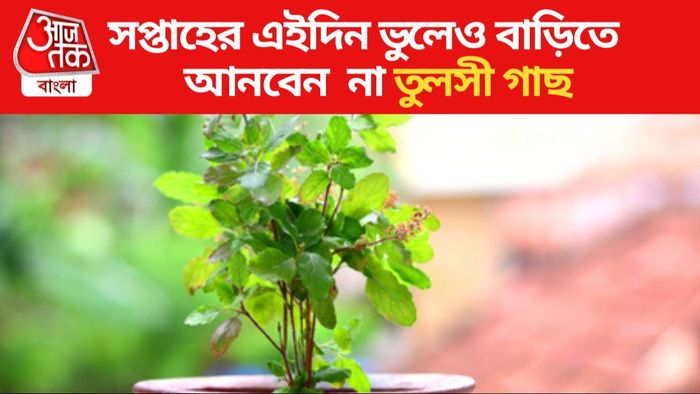 তুলসী গাছ