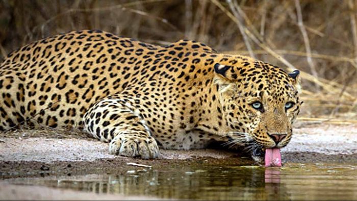 চিতাবাঘ বাড়ল উত্তরবঙ্গে