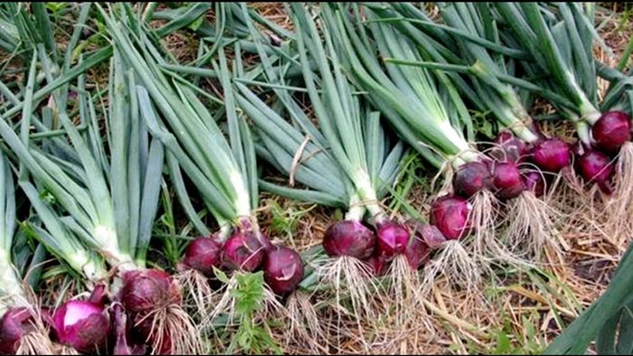 Onion Farming