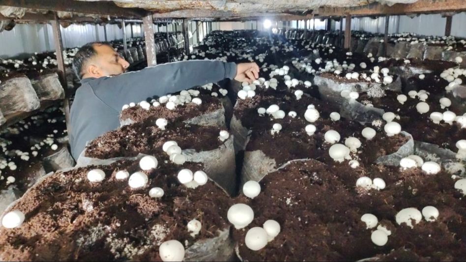 প্রাইভেট চাকরি ছেড়ে মাশরুম চাষ করে সফল, লাখ-লাখ টাকা আয় যুবকের প্রাইভেট চাকরি ছেড়ে মাশরুম চাষ করে সফল, লাখ-লাখ টাকা আয় যুবকের