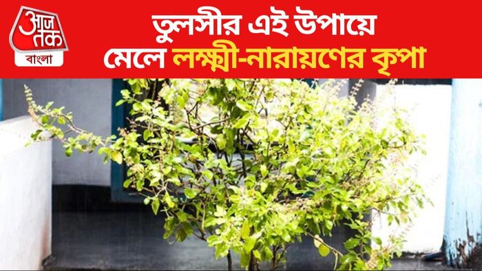 তুলসীর এই উপায়ে মেলে লক্ষ্মী-নারায়ণের কৃপা