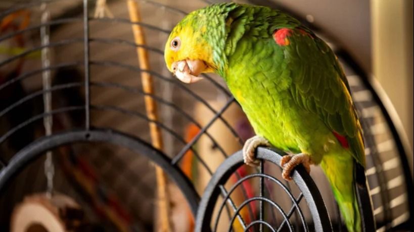 প্যারট ফিভার। ফাইল ছবি