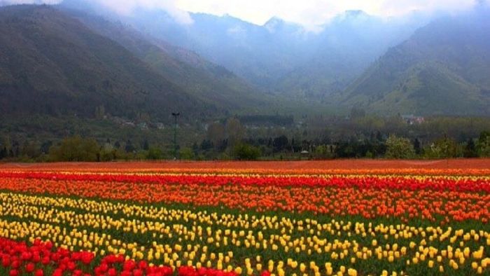 বসন্তে বেড়িয়ে আসুন দেশের ৬ ফুলের উপত্যকায়