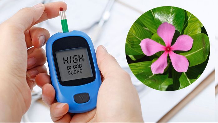 ডায়াবেটিস নিয়ন্ত্রণে নয়নতারা পাতা
