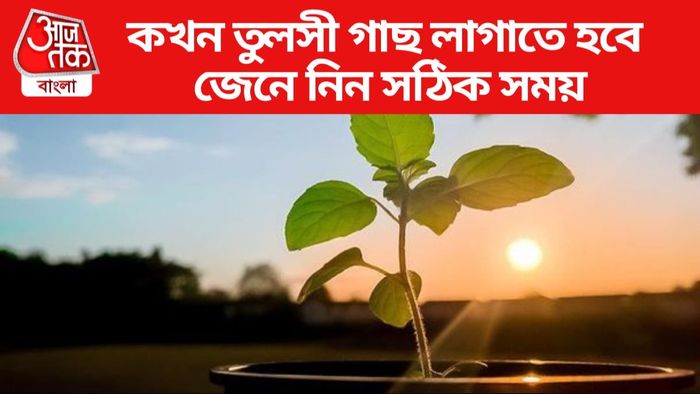 কখন তুলসী গাছ লাগাতে হবে