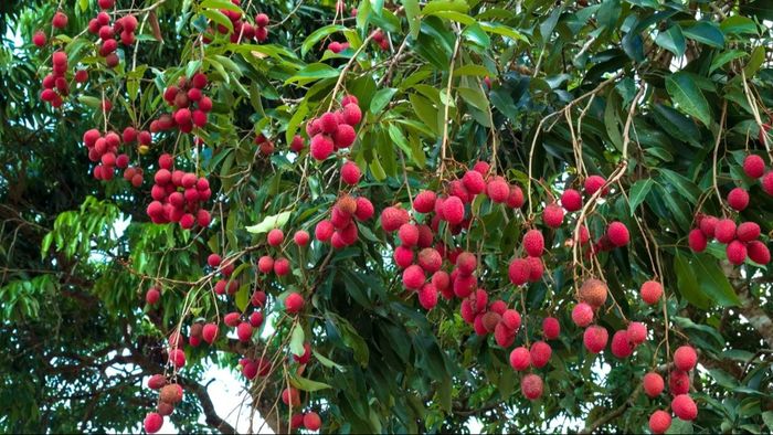 litchi