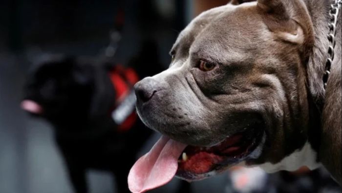 বিভিন্ন প্রজাতির হিংস্র কুকুর নিষিদ্ধ করার প্রস্তাব। ফাইল ছবি