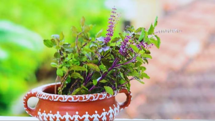 তুলসী গাছ