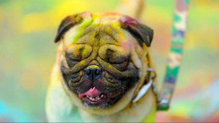 হোলিতে পোষ্যর যত্ন (ছবি: গেটি ইমেজেস)