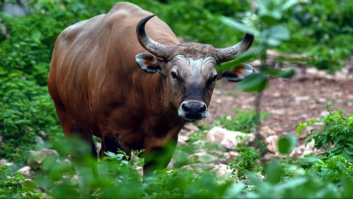 কোচবিহারে বাইসনের তাণ্ডব, মৃত ১ জখম একাধিক