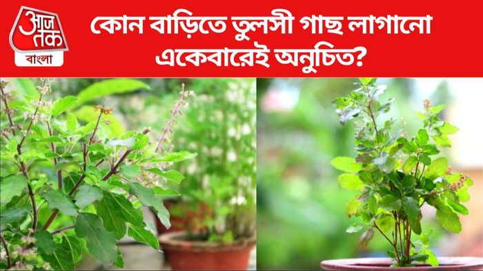 তুলসী গাছের বাস্তু টিপস