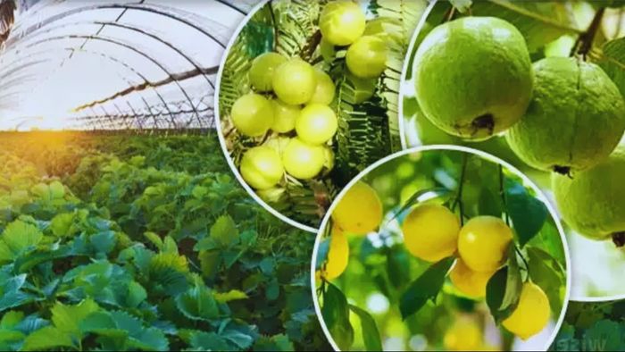 Farmer Success Story