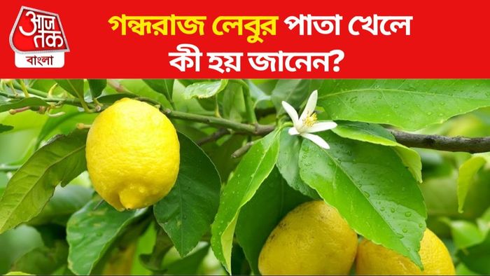 গন্ধরাজ লেবুর পাতা