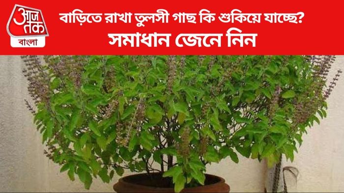 বাড়িতে রাখা তুলসী গাছ কি শুকিয়ে যাচ্ছে?