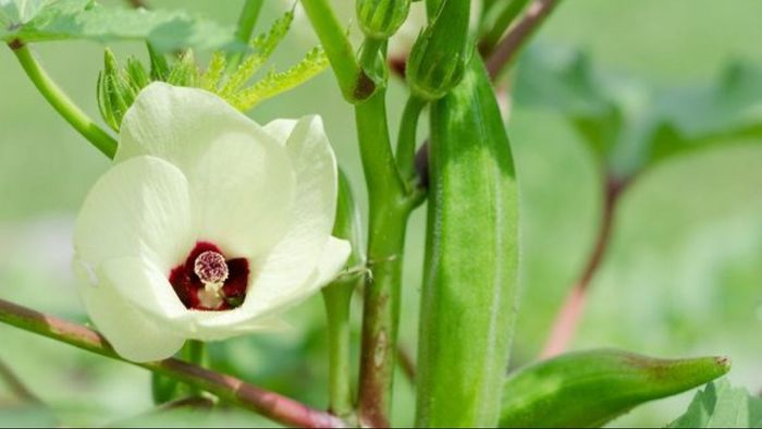 lady finger cultivation