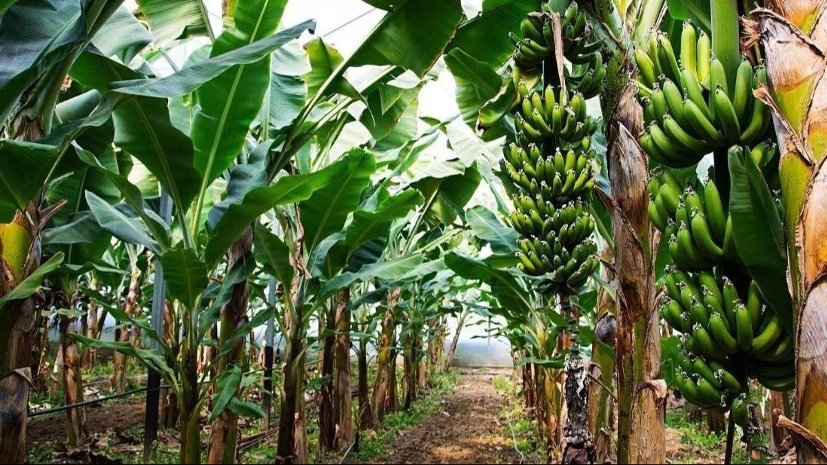 Banana Farming