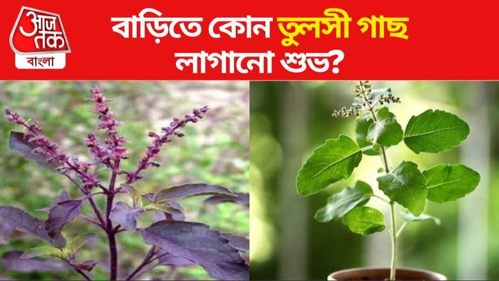 তুলসী গাছ