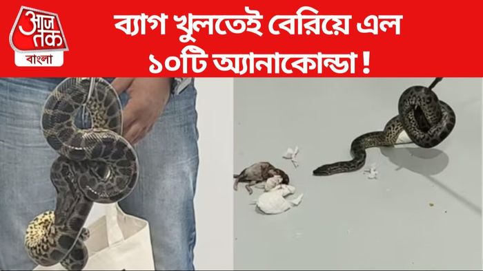 বিমানবন্দরে ব্যাগে ১০টি অ্যানাকোন্ডা নিয়ে ধরা পড়ল পাচারকারী