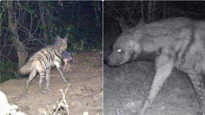 ডোকাকাটা হায়না। প্রতিনিধিত্বমূলক ছবি