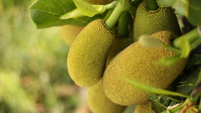 কাঁঠাল খান দেদার, মরশুম শেষ হওয়ার আগে দ্রুত খেতে হবে