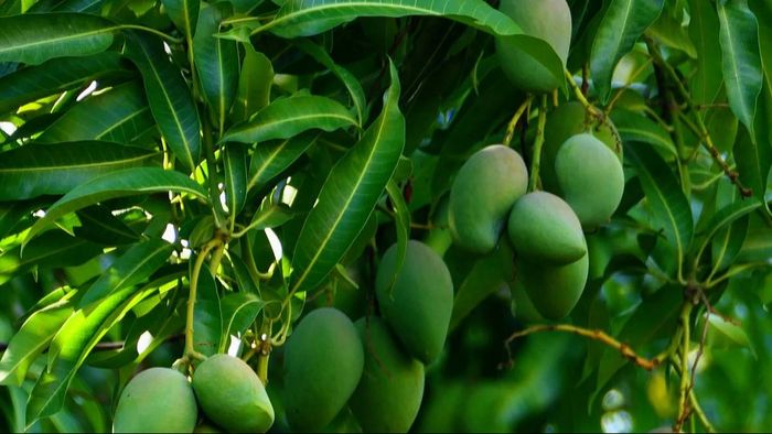 Kesar mango