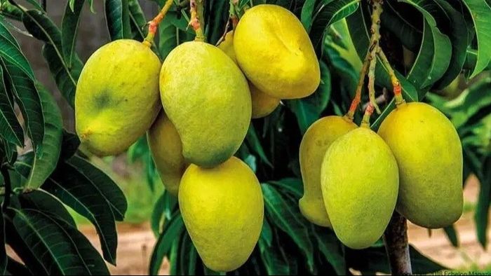 বাঙালির পাতে মালদার আম জুটবে তো এ বছর? দুশ্চিন্তা বাড়ছে