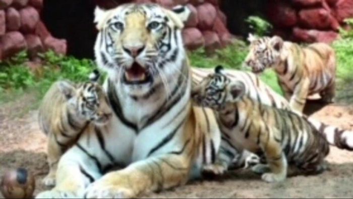 প্রকাশ্যে এল বেঙ্গল সাফারি পার্কের পাঁচ রয়্যাল বেঙ্গল, কবে দর্শকদের সামনে?- ফাইল ছবি