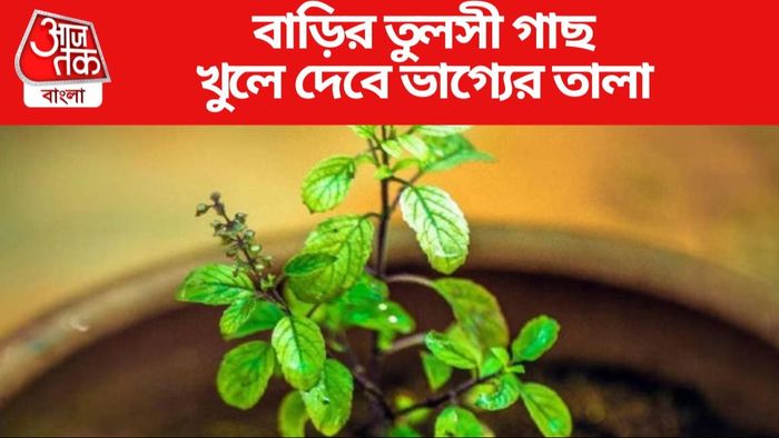 বাড়ির তুলসী গাছ খুলে দেবে ভাগ্যের তালা