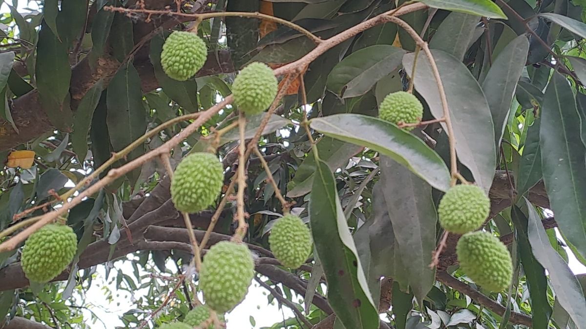 Shahi litchi of Muzaffarpur