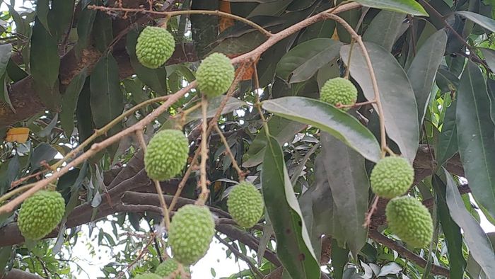 Shahi litchi of Muzaffarpur