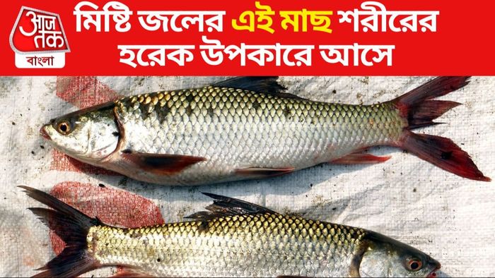 মাছের উপকারিতা