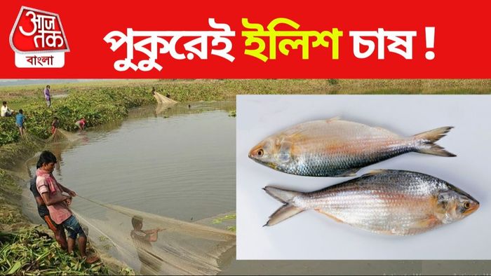 পুকুরেই হচ্ছে ইলিশ চাষ। প্রতীকী ছবি