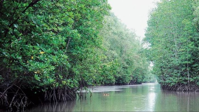 চোরাশিকারীদের হাতে খুন বনকর্মী, সুন্দরবনে জঙ্গল থেকে উদ্ধার দেহ