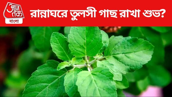 তুলসী গাছ