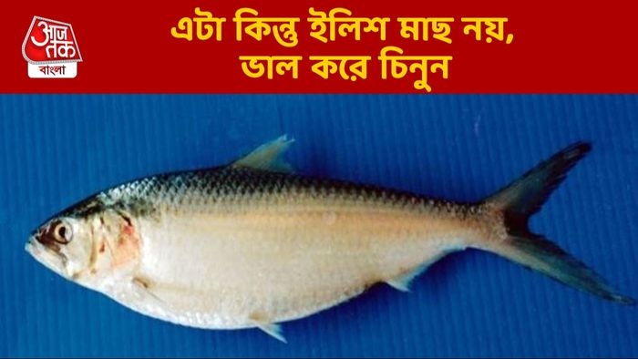 ইলিশ বলেই বিক্রি হয়, কিন্তু আদৌ ইলিশ নয়, কোন মাছ জানেন?